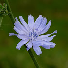 Common Chicory