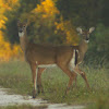 White-tailed Deer