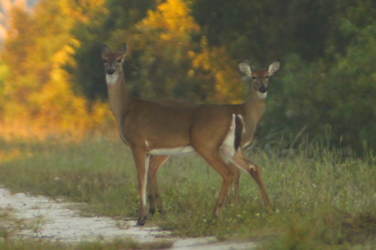 White-tailed Deer