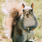 Eastern Grey Squirrel