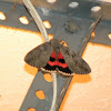 Red Underwing Moth