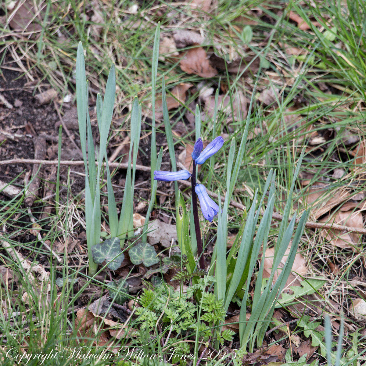 Common hyacinth