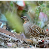 Hill Partridge