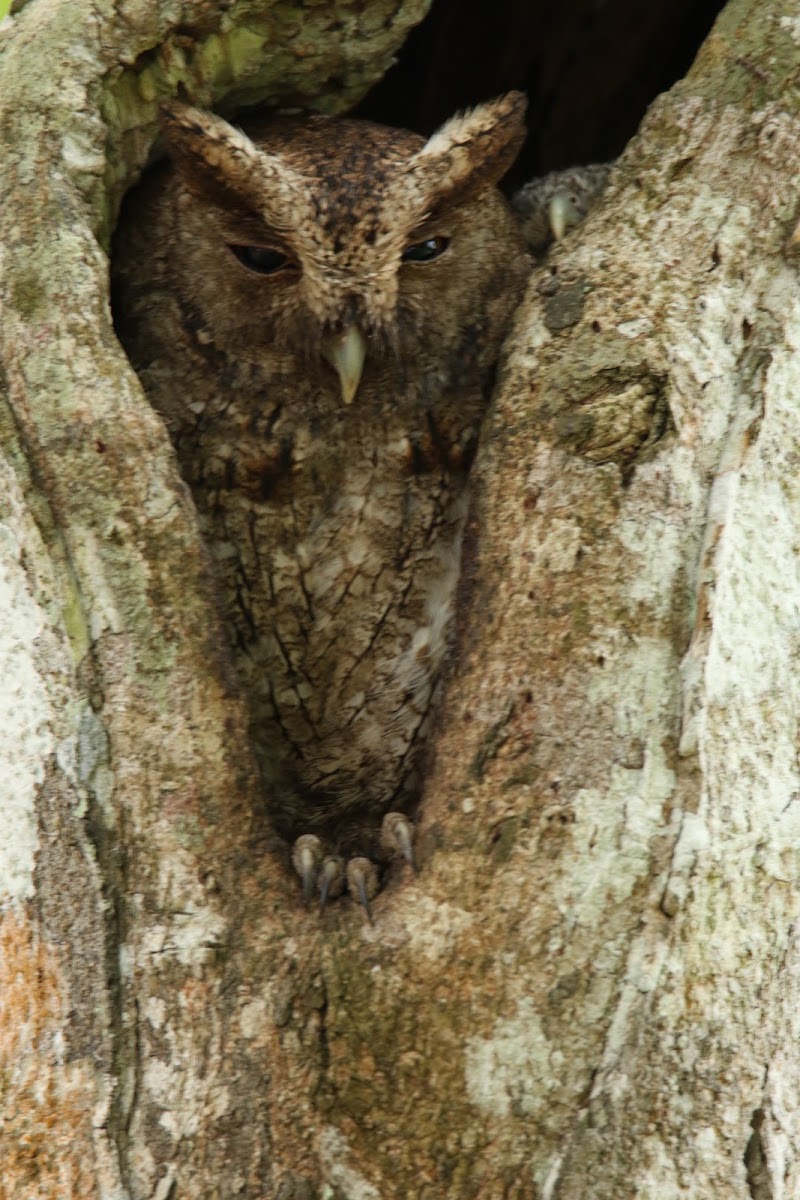 Pacific screech owl