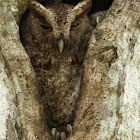 Pacific screech owl