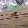 Golden Carpenter Ant