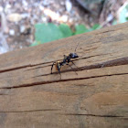 Golden Carpenter Ant