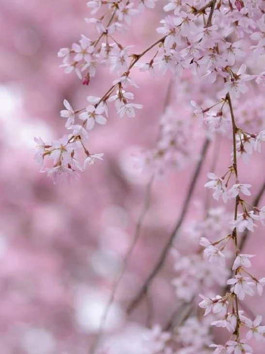 「桜色に染めて...」のメインビジュアル