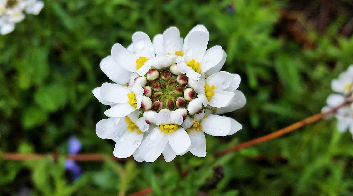 Evergreen candytuft