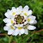 Evergreen candytuft