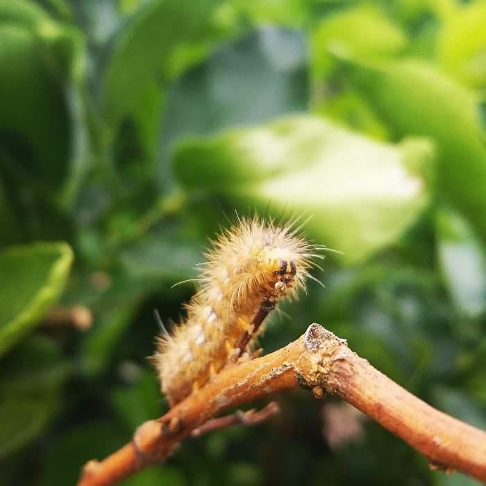 Gusano peludo