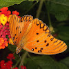 Borboleta-do-maracujá (passionflower butterfly)