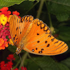 Borboleta-do-maracujá (passionflower butterfly)