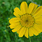 Corn Marigold