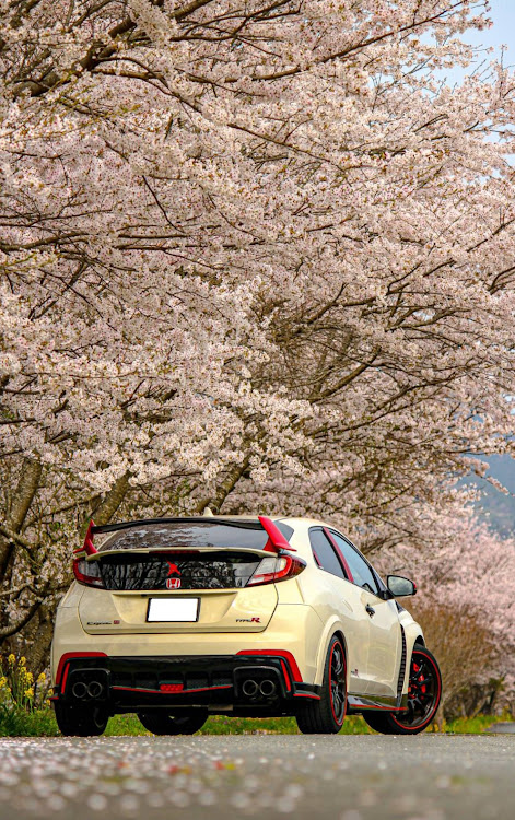 シビックタイプRのサクラと愛車・桜が満開🌸・縦ショット📸・ローアングルショット・晴れの日ショットに関するカスタム事例の投稿画像5枚目
