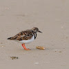 Vuelvepiedras (Ruddy turnstone)