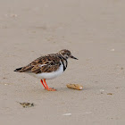 Vuelvepiedras (Ruddy turnstone)