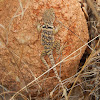 Collared Lizard