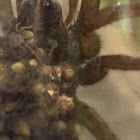 Wolf spider