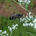 Mud Daubers