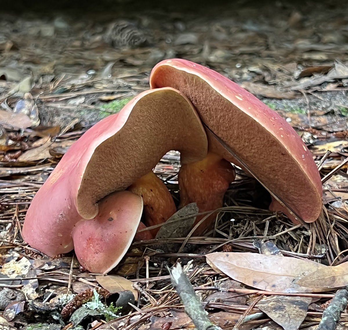 Bicolor Bolete