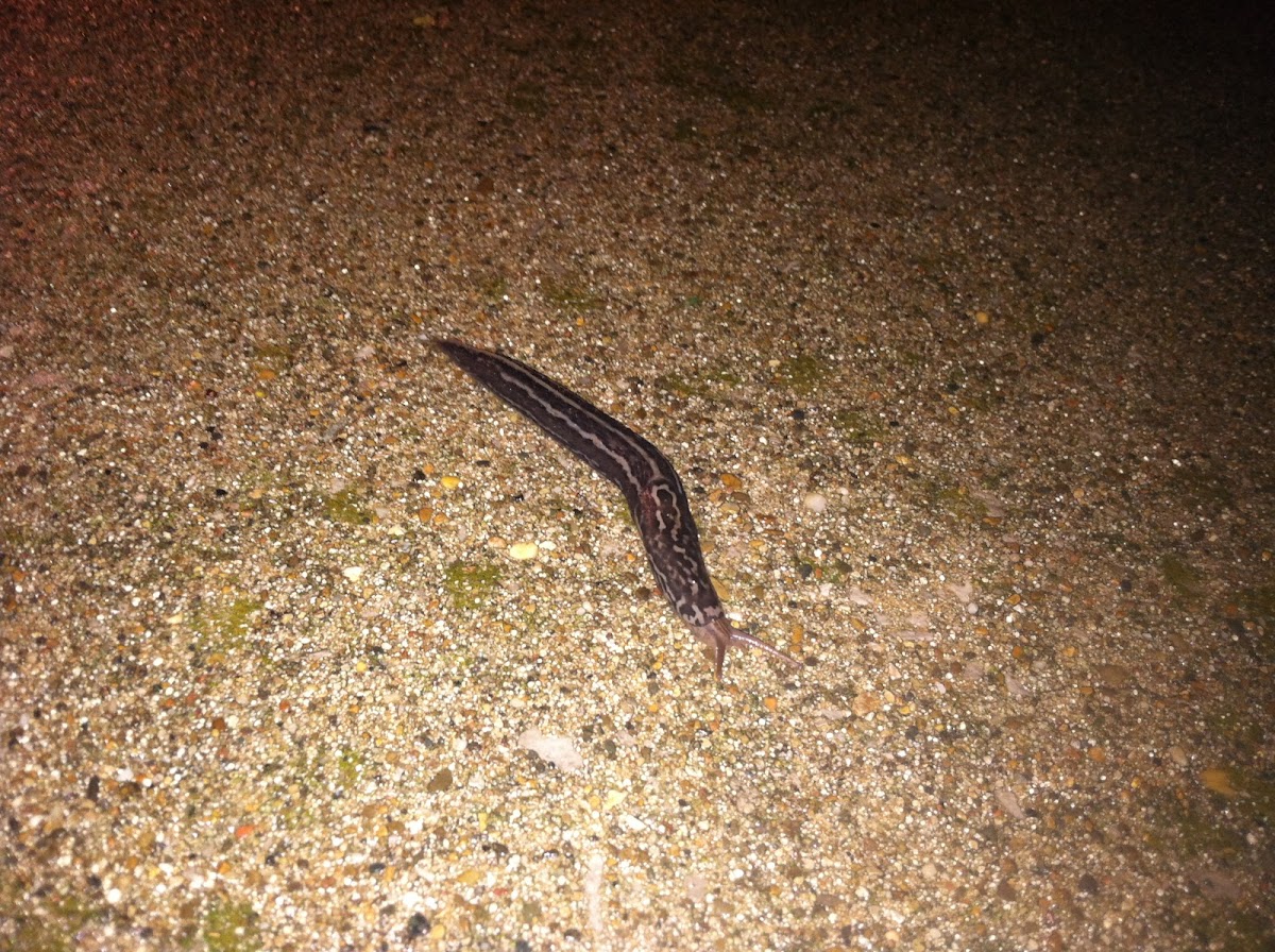 Leopard Slug