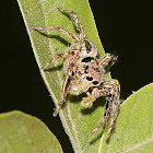 Small Zebra Jumper