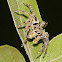 Small Zebra Jumper