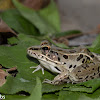 Southern Leopard Frog