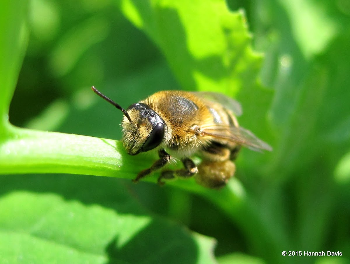 Bee