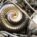 Snake-like Millipede