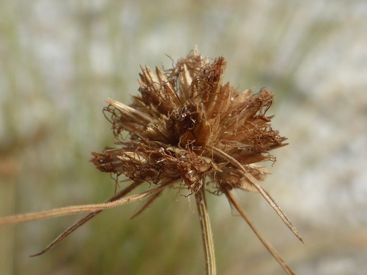 Ware's Hairsedge