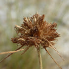 Ware's Hairsedge