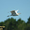 Cattle Egret