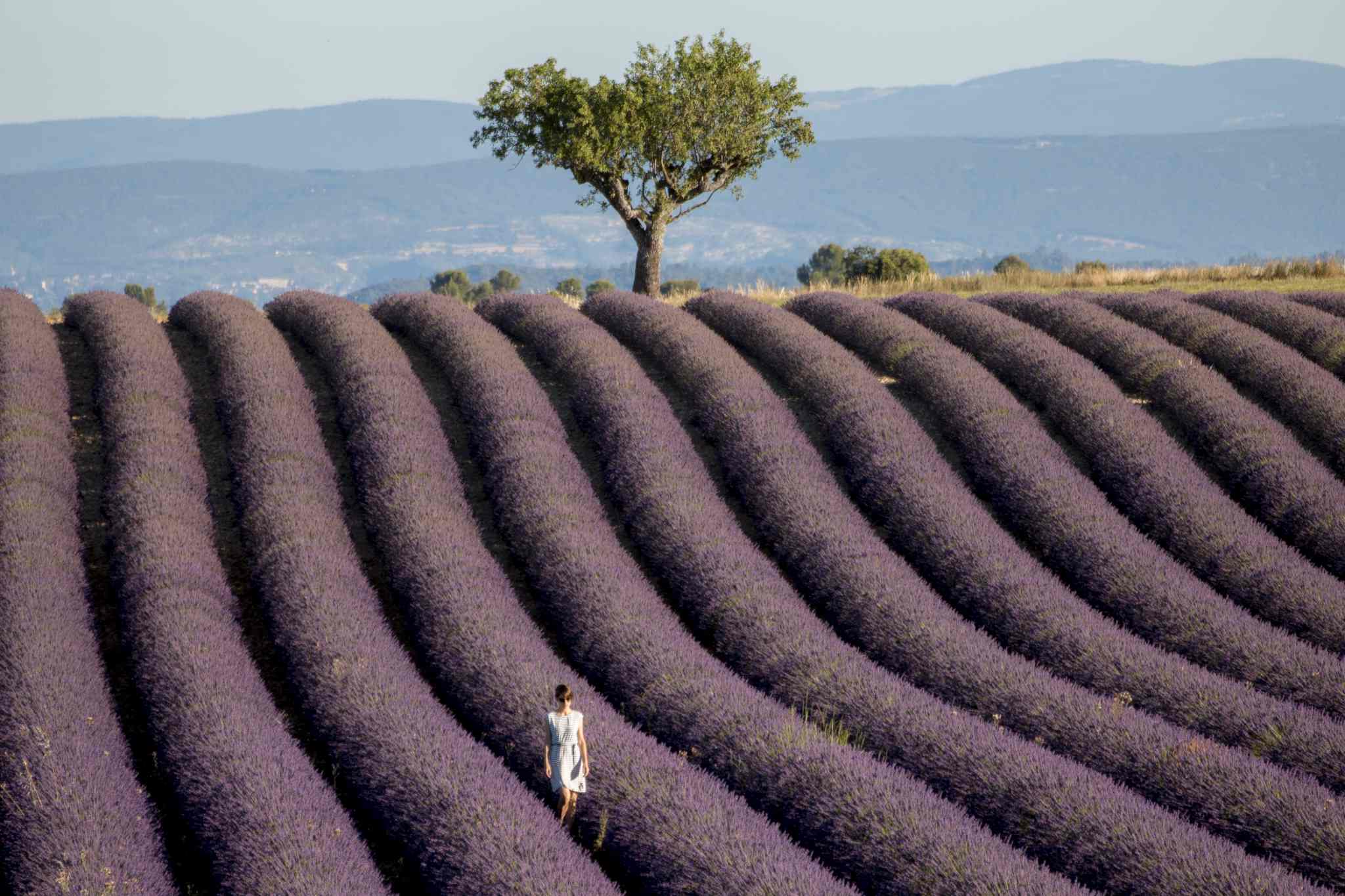 Passeggiando per i campi di Lavanda di Aktarus