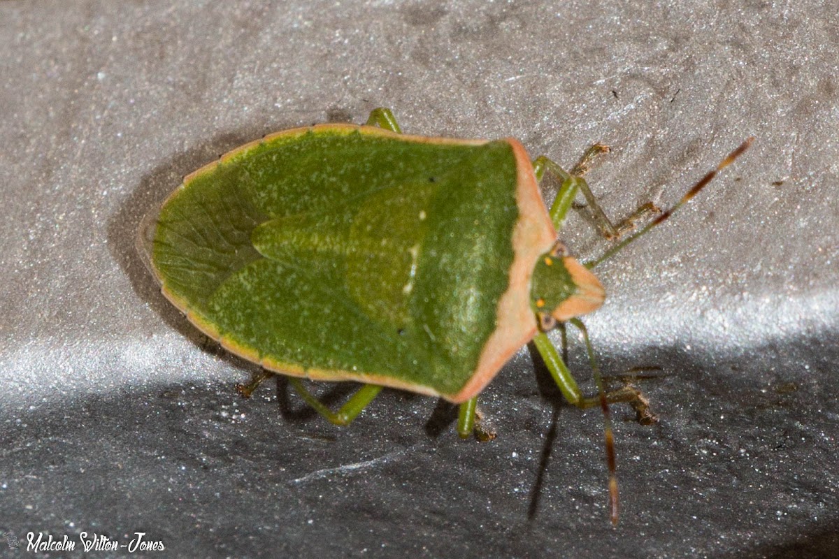 Southern Green stink bug