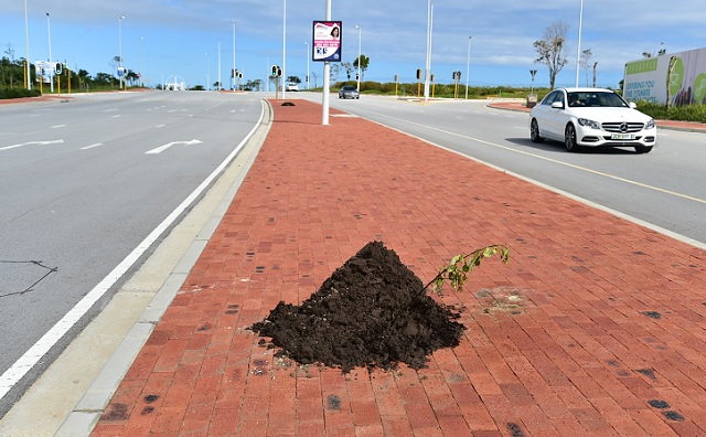 Damaged pot plants along Baywest Boulevard have been reduced to heaps of sand and twigs.