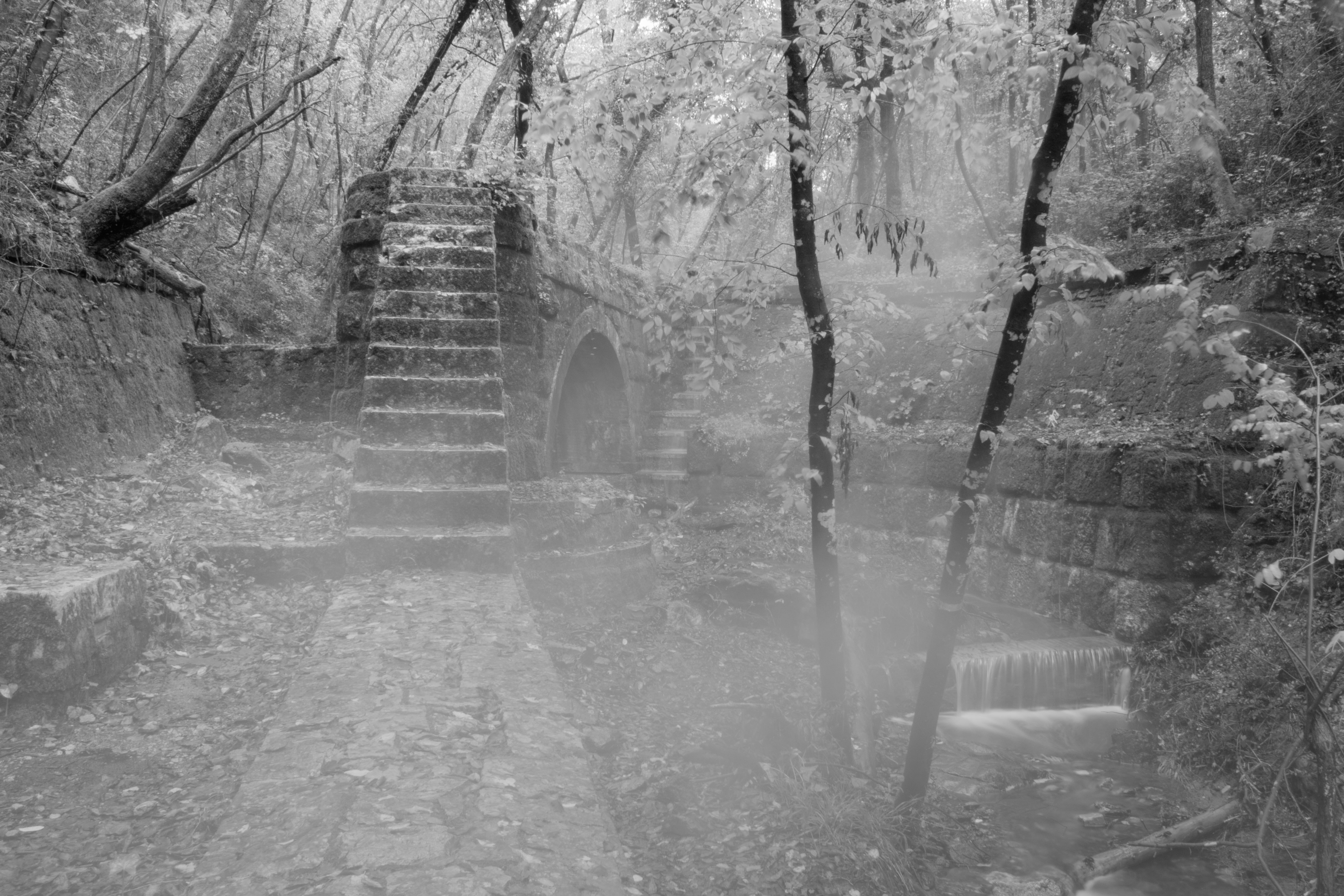 Il ponte nel bosco  di Gianluca Presto