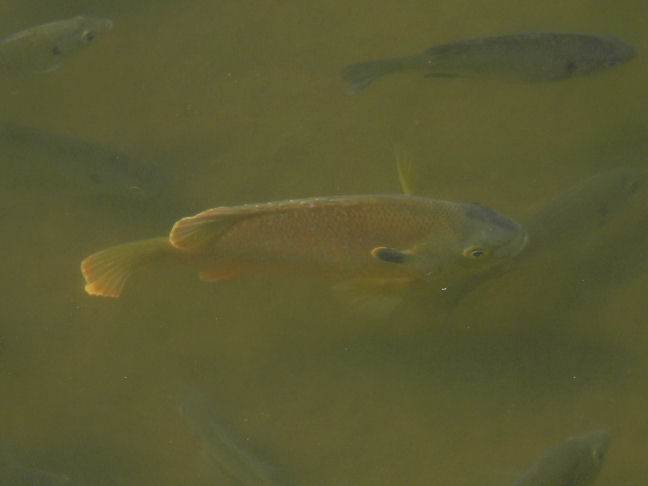 longear sunfish, pumpkinseed