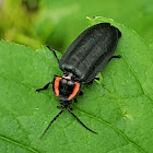 Firefly beetle