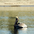 Brown Pelican