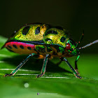 Jewel bug