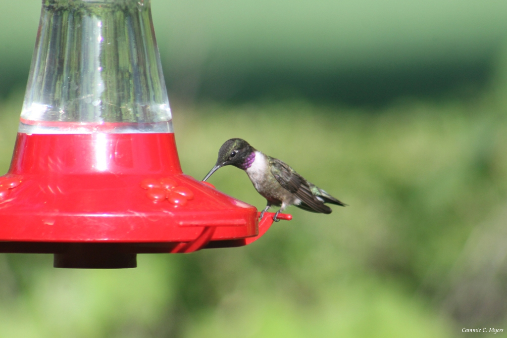 Black-chinned Hummingbird (male)