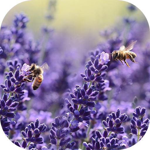 app insights lavender live wallpaper apptopia apptopia