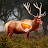 Deer Target Hunting - Pro icon