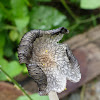 Harefoot Mushroom