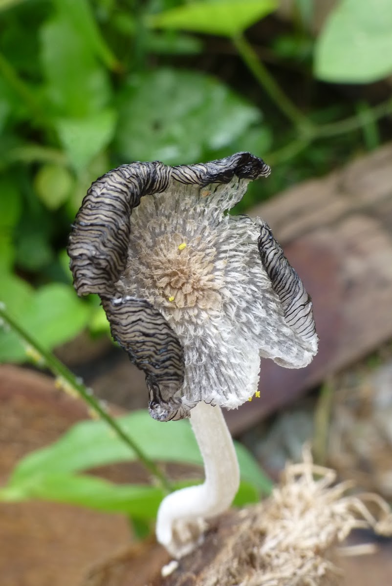 Harefoot Mushroom