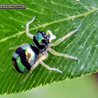 Banded Phintella, female