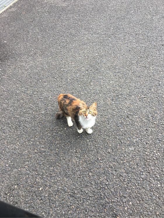 春雨さんが投稿した野良猫に関するカスタム事例の投稿画像1枚目