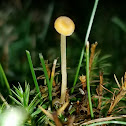 Golden Waxcap Mushroom